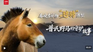 春晚吉祥物“骋骋”原型——普氏野马的守护故事