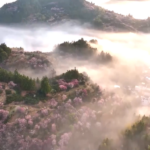 时政微纪录丨奋进春光里——习近平总书记出席2026年全国两会纪实